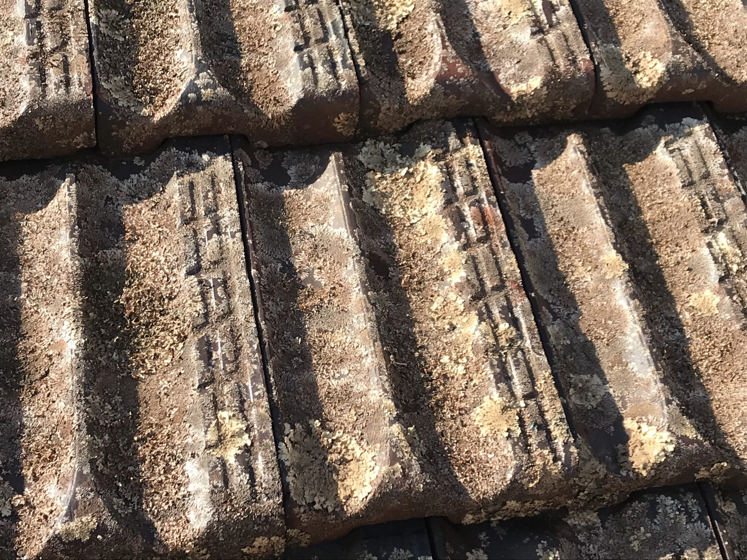 moss roof treatment geelong
